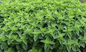 خنداب به مرکز تولید گیاهان ارزشمند دارویی تبدیل میشود