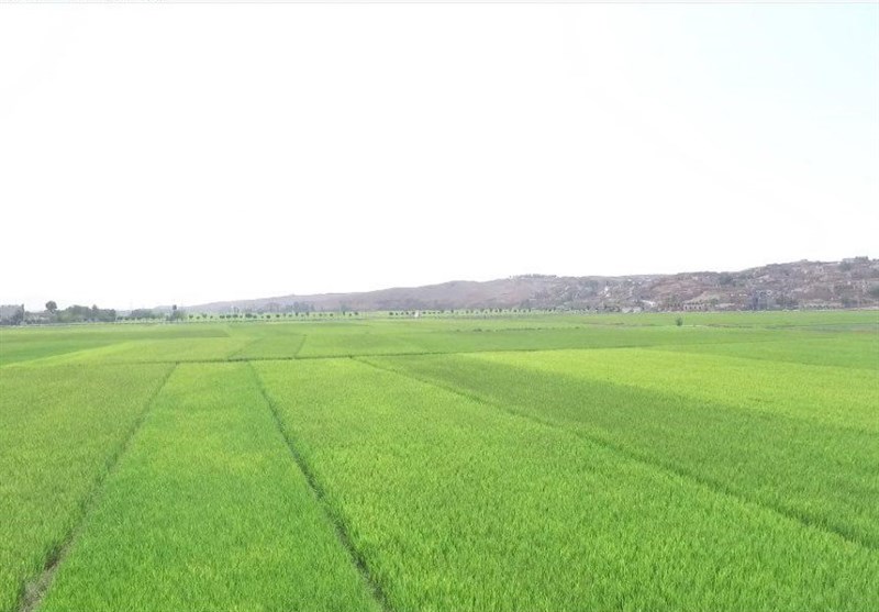 رنج ناتمام برنج کاران شمال/شالیکاری دیگر بهصرفه نیست!