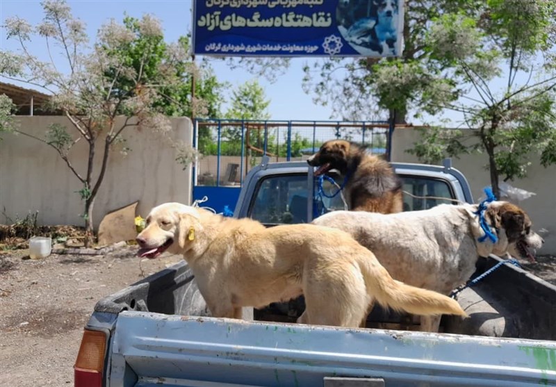 سایه وحشت و ناامنیِ سگهای ولگرد روی سر مازندران