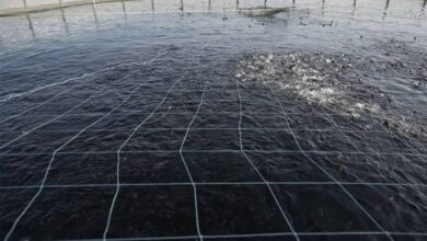 سرمایهگذاری 620 میلیارد تومانی اوقاف در پرورش ماهی بوشهر