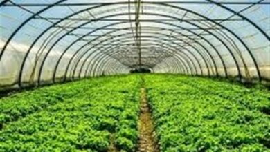 سطح گلخانههای شهرستان فارسان 3 برابر شده است