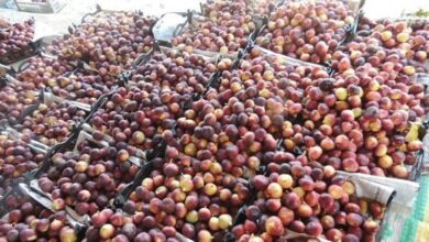 سود زودرسترین انجیر جهان در جیب دلالان