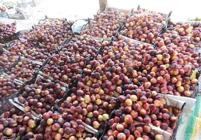 سود زودرسترین انجیر جهان در جیب دلالان