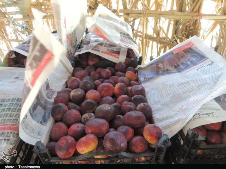 استان لرستان , پلدختر , کشاورزی ,