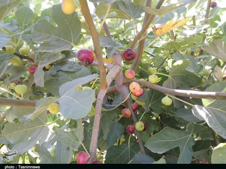 استان لرستان , پلدختر , کشاورزی ,