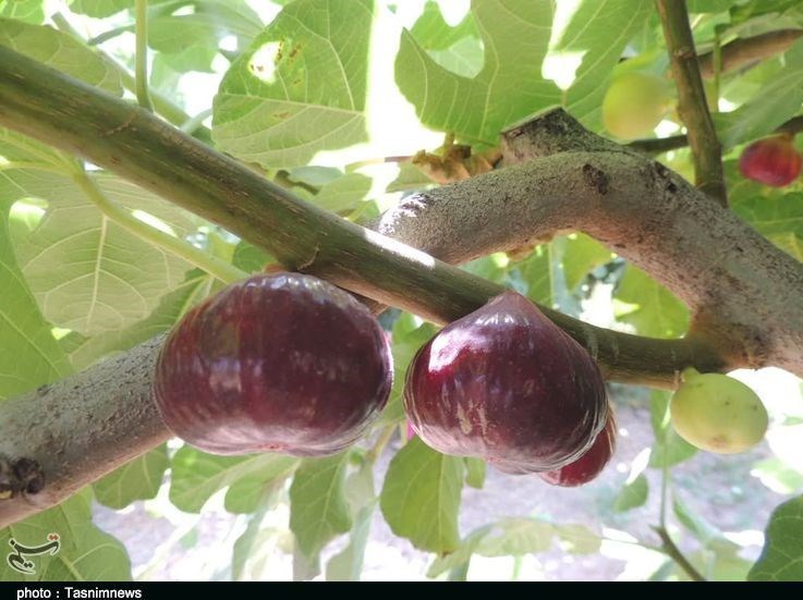 استان لرستان , پلدختر , کشاورزی ,