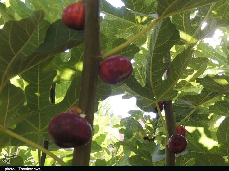 استان لرستان , پلدختر , کشاورزی ,