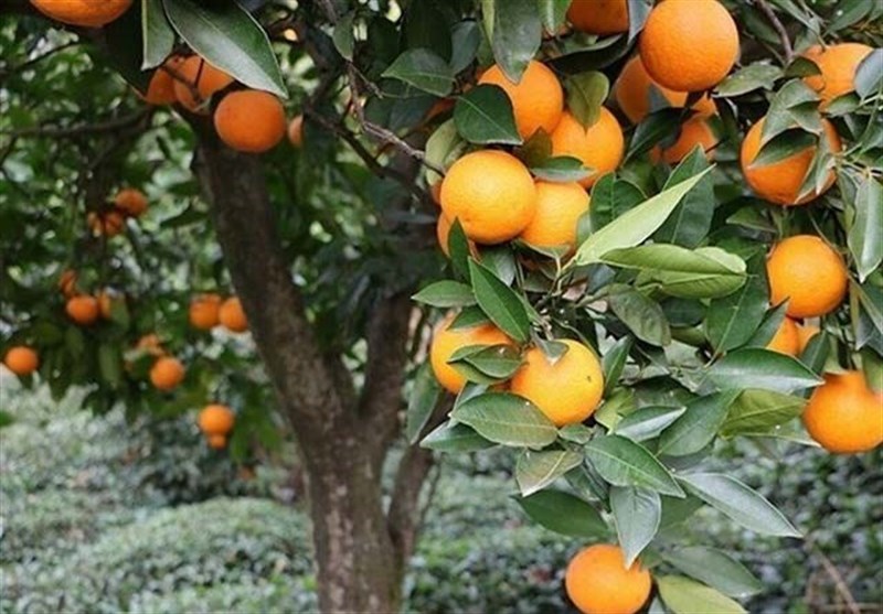 صادرات 1255 تن مرکبات و کیوی از مازندران