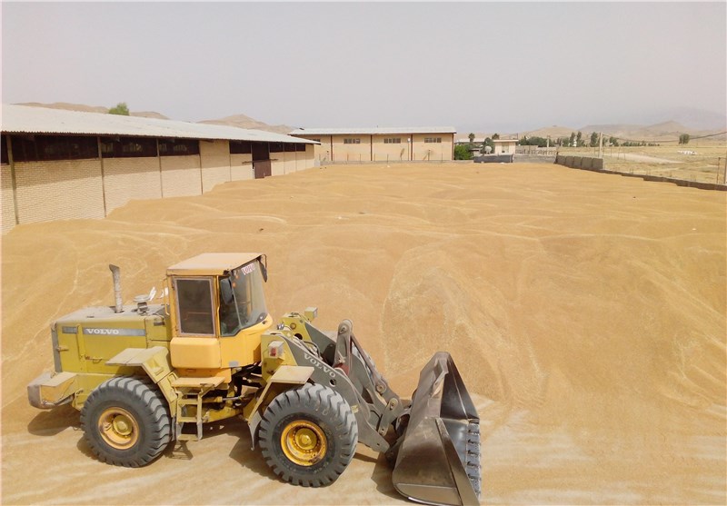 طلب 126 میلیارد تومانی گندمکاران کهگیلویه و بویراحمد