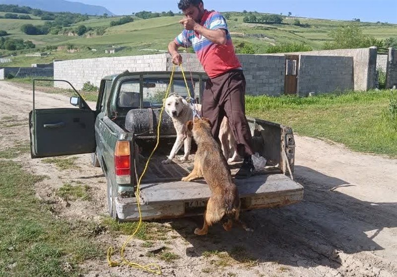 فاجعه در کمین مردم گلستان/ جولان 40 هزار قلاده سگ!