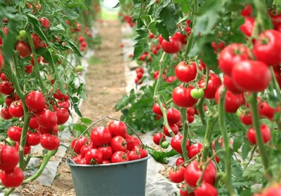 فارغالتحصیلان کشاورزی در مازندران شاغل شدند