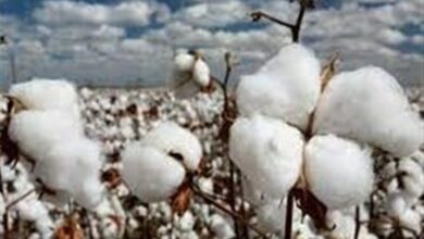 فقط 80 هزار تن پنبه مصرفی در کشور تولید میشود