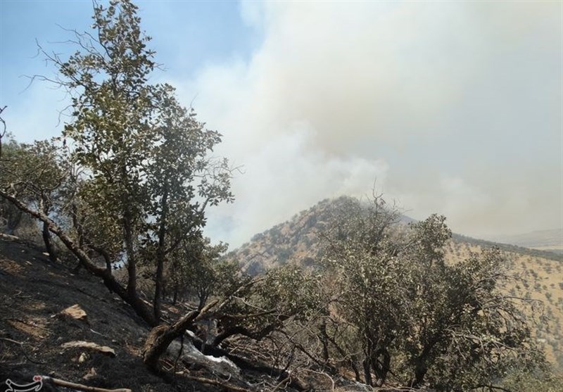 فوران شعلههای آتش در جنگلهای کوه سفید