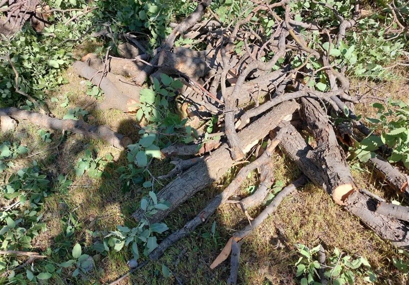 مخربین جنگلهای سوهای نمین دستگیر شدند