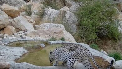 مشاهده پلنگ ایرانی در منطقه حفاظتشده استان بوشهر + فیلم