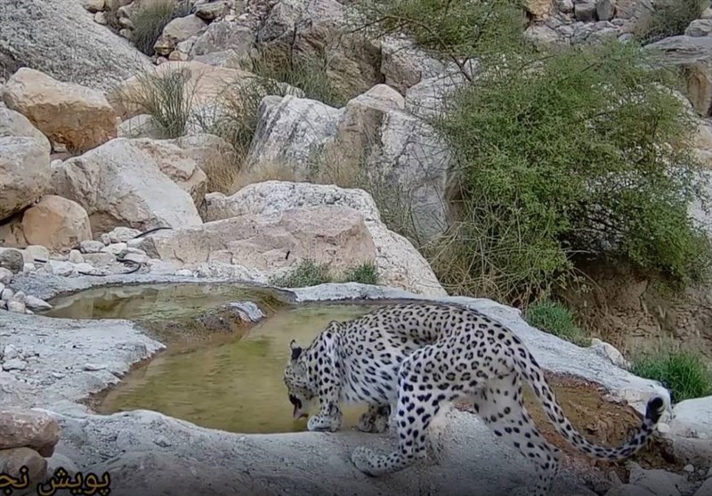 مشاهده پلنگ ایرانی در منطقه حفاظتشده استان بوشهر + فیلم