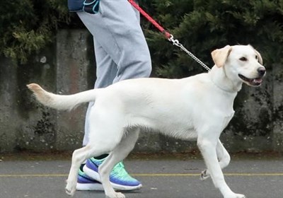 ممنوعیت سگگردانی در پارکها دستور صریح قضایی دارد