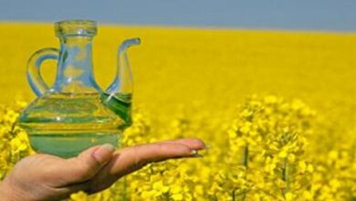 نرخ خرید تضمینی دانههای روغنی اعلام شد/ شورای قیمتگذاری برنج به سرعت برگزار خواهد شد