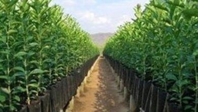 نسبت مناسب فایده به هزینه آبخیزداری در چهارمحال و بختیاری