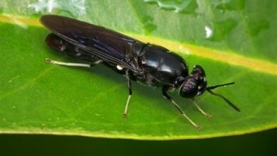 هشدار طغیان مگس میوه مدیترانهای در باغات فارس