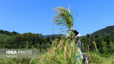 واردات بی رویه برنج عامل نارضایتی کشاورزان/ با مدیریت منابع ارزی خودکفا میشویم