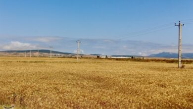 واریزی جدید مطالبات گندمکاران کردستان