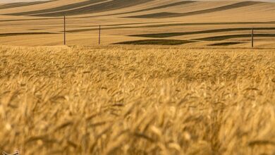 پرداخت 9.3هزار میلیارد از مطالبات گندمکاران لرستانی