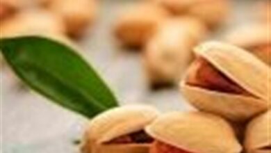 پیشبینی برداشت 900 تن پسته در کاشان