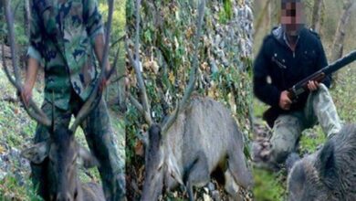 گزارش| افزایش سوءقصد به محیطبانان و خشونتهای شکارچیان