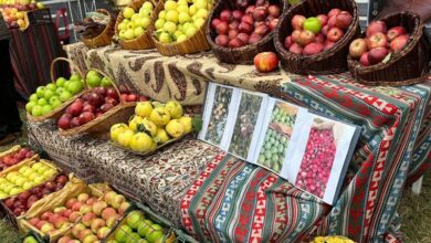 گزارش تسنیم از جشنواره ملی «سیب» در مشگینشهر + فیلم