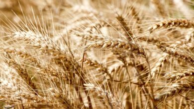 گندمکاران کردستانی 84 درصد مطالباتشان را نگرفتهاند