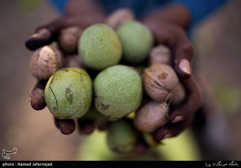 30 درصد سهم اشتغال خراسان شمالی در بخش کشاورزی است