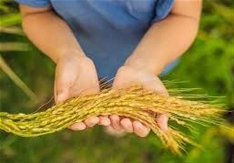 آغاز برداشت شالی در شهرستان مشگینشهر