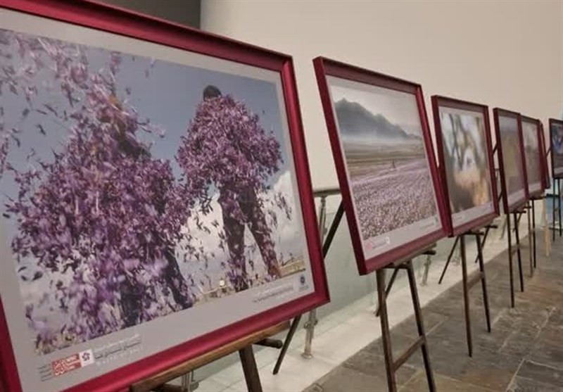 افتتاح نمایشگاه عکس زعفران در موزه بزرگ خراسان