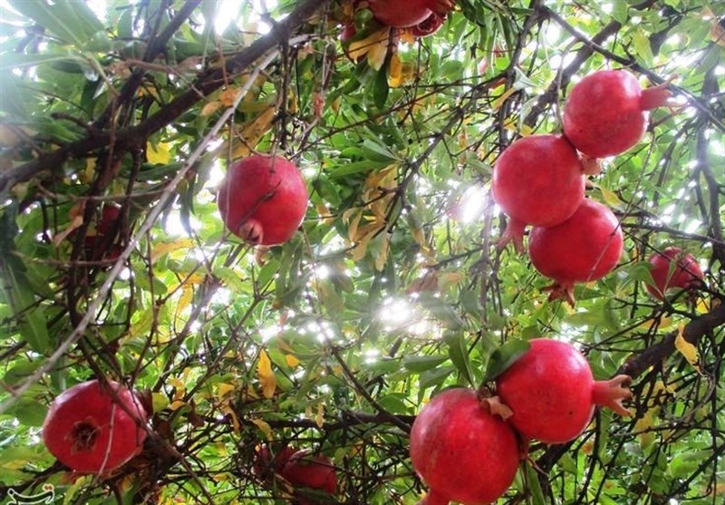 انارستانی برای تمام فصول/دانههای رخشان در تنگهای سبز+ عکس