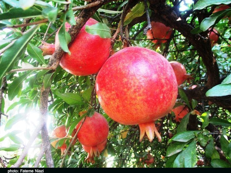 استان لرستان , کشاورزی ,