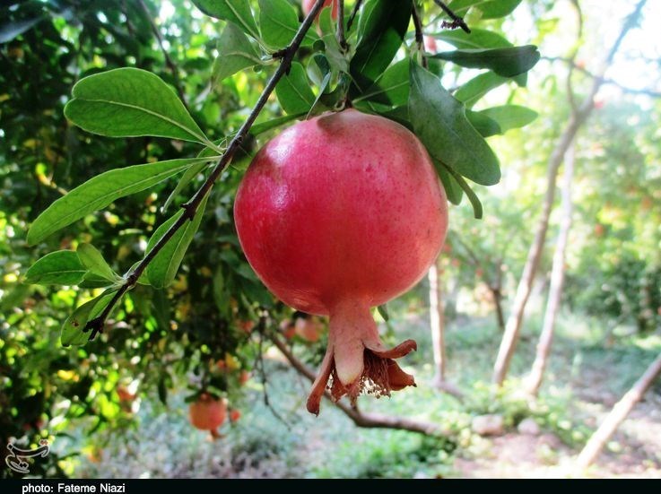 استان لرستان , کشاورزی ,