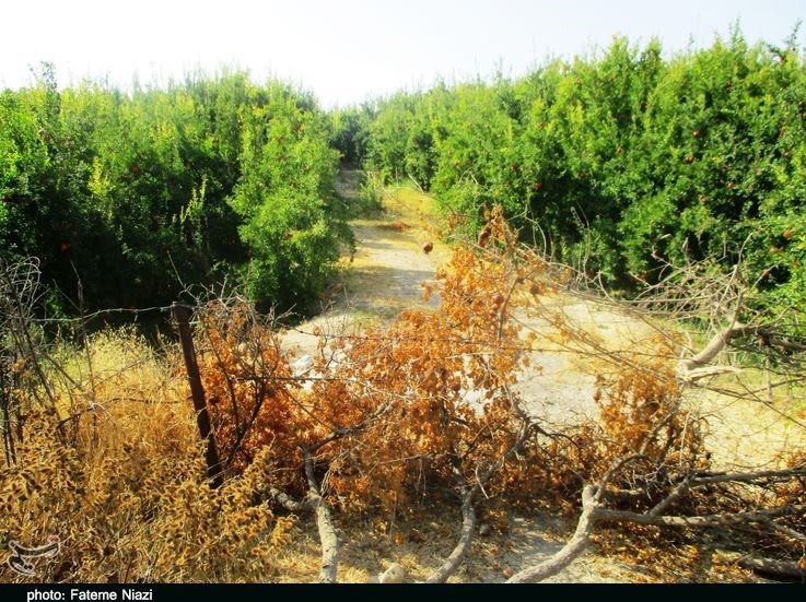 استان لرستان , کشاورزی ,