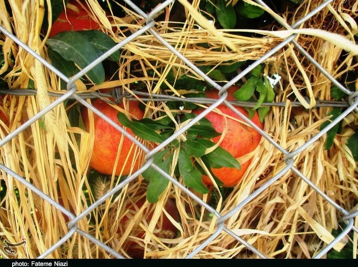 استان لرستان , کشاورزی ,