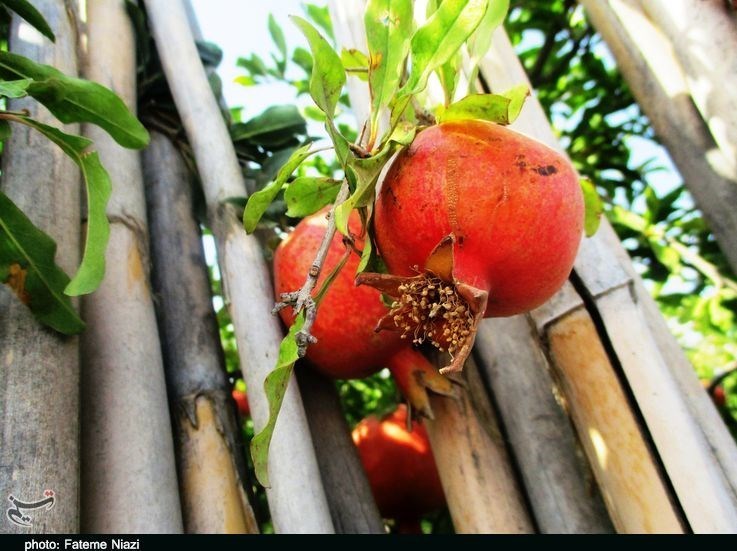 استان لرستان , کشاورزی ,