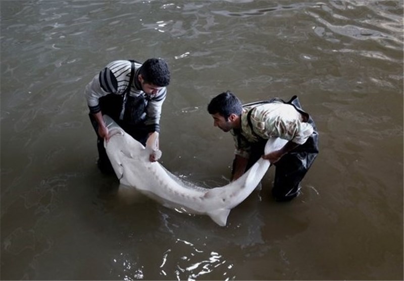 انتخاب زهک به عنوان منطقه حفاظتی خاویار