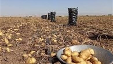 بدهی 400 میلیاردی تعاون روستایی به سیبزمینیکاران اردبیلی