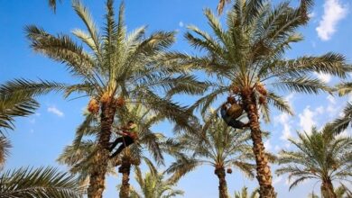 برداشت 105 هزار تن خرما از نخلستانهای بوشهر