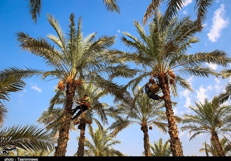 برداشت 105 هزار تن خرما از نخلستانهای بوشهر