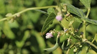 برداشت 2700کیلو لوبیا از هر هکتار مزارع لرستان