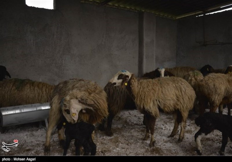 بروز بیماری زبان آبی دامی در شهرستان چوار