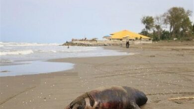 تداوم پایشدریایی در حفاظت از فوک خزری