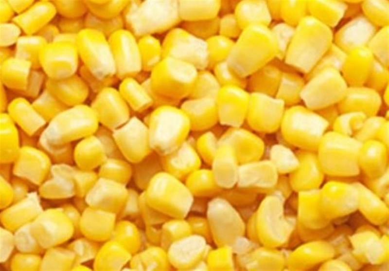 تعیین تکلیف 11 هزار تن ذرت در معرض فساد در فارس