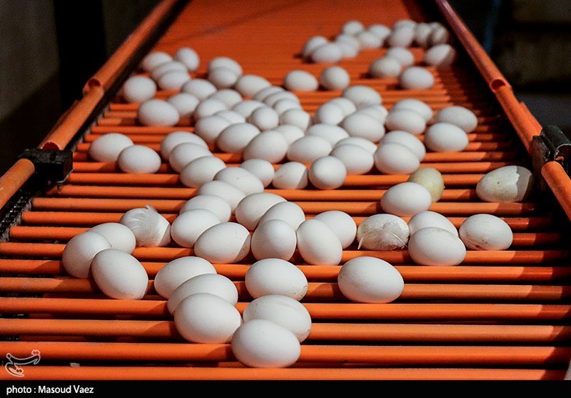 تولید 10 درصد تخممرغ کشور در آذربایجان شرقی