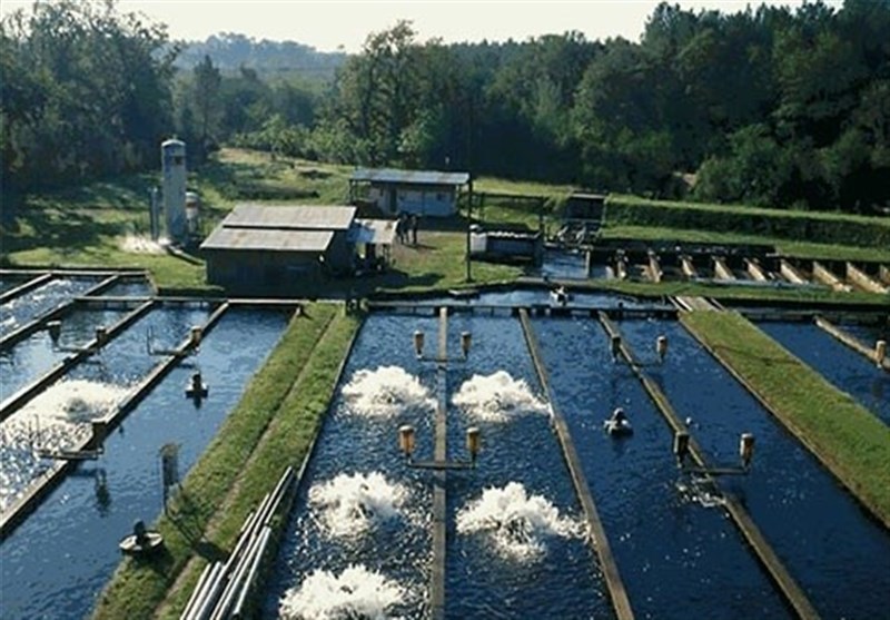 تولید 150 میلیون تخم ماهی قزلآلا در لرستان